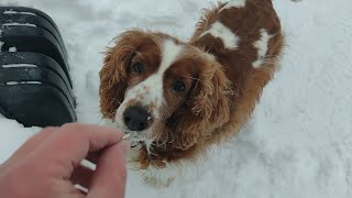 Maybe You've Never Seen a Dog Looking for Coins! | Welsh Springer Spaniel by Juha Kaaro 256 views 1 year ago 2 minutes