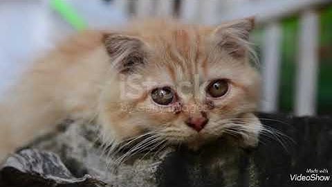 Sleepy cat doesn’t want to wake up