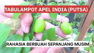MEMBUAT TABULAMPOT APEL INDIA (PUTSA) CEPAT BERBUAH LEBAT | RAHASIA BERBUAH SEPANJANG MUSIM