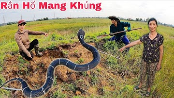 Cuộc Gọi Khẩn Cấp Của Anh Nông Dân Phát Hiện 2 Con Rắn Hổ Mang Ngoài Cánh Đồng Bỏ Hoang