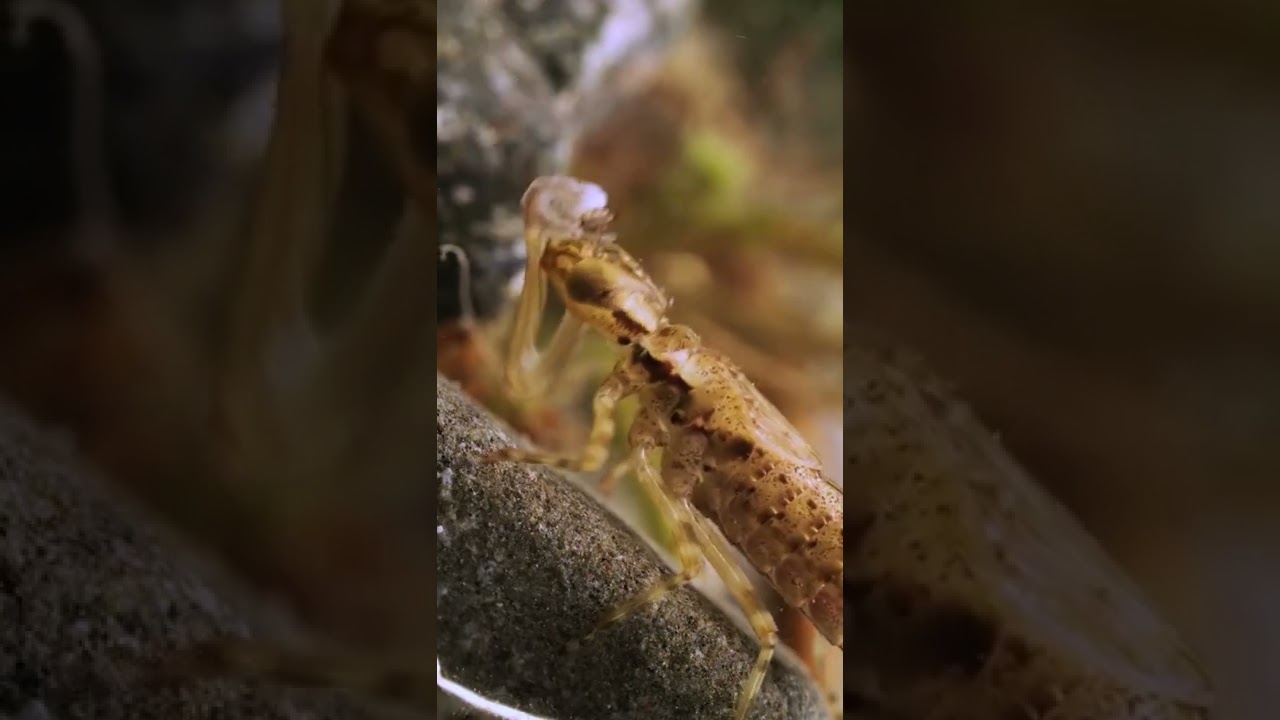 LARVA DE LIB&Eacute;LULA VS LARVA DE MOSQUITO