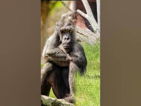 Chimpanzee 98% of our DNA | Habitat Facts | Zoo Mates #animals #zoo #