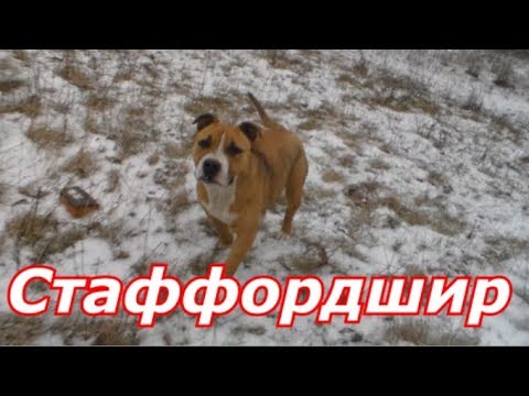 Почему собака ест траву??? И потом её тошнит??? Бойцовская Собака Стаффордширский терьер