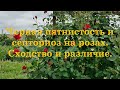 Черная пятнистость и септориоз. Сходство и различие.