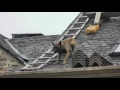 chien berger belge malinois qui monte a l'échelle