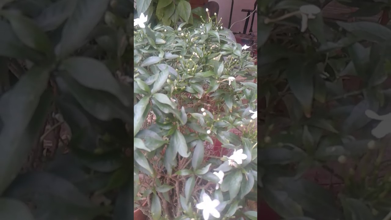 camera iphone 8 plus apk Easy gardening know about chandni