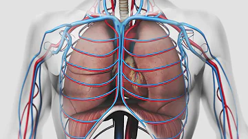 Quels sont les organes qui interviennent dans la respiration ?