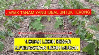 ideal planting distance for eggplant