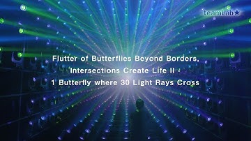 Flutter of Butterflies Beyond Borders, Intersections Create Life II