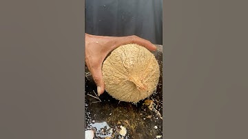 Skill of opening coconut from crispy shell