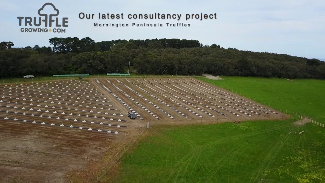 Truffle Farm Planning - Drone Overview