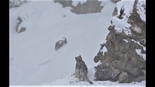 SNOW LEOPARD  THE MOST ELUSIVE