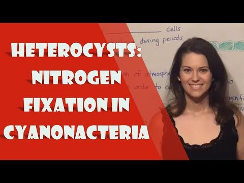 वीडियो: सायनोबैक्टीरिया नाइट्रोजन का स्थिरीकरण कैसे करते हैं?