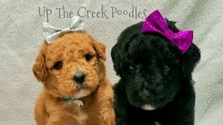 Violet's Female Puppies by Up The Creek Poodles 728 views 10 months ago 1 minute, 2 seconds