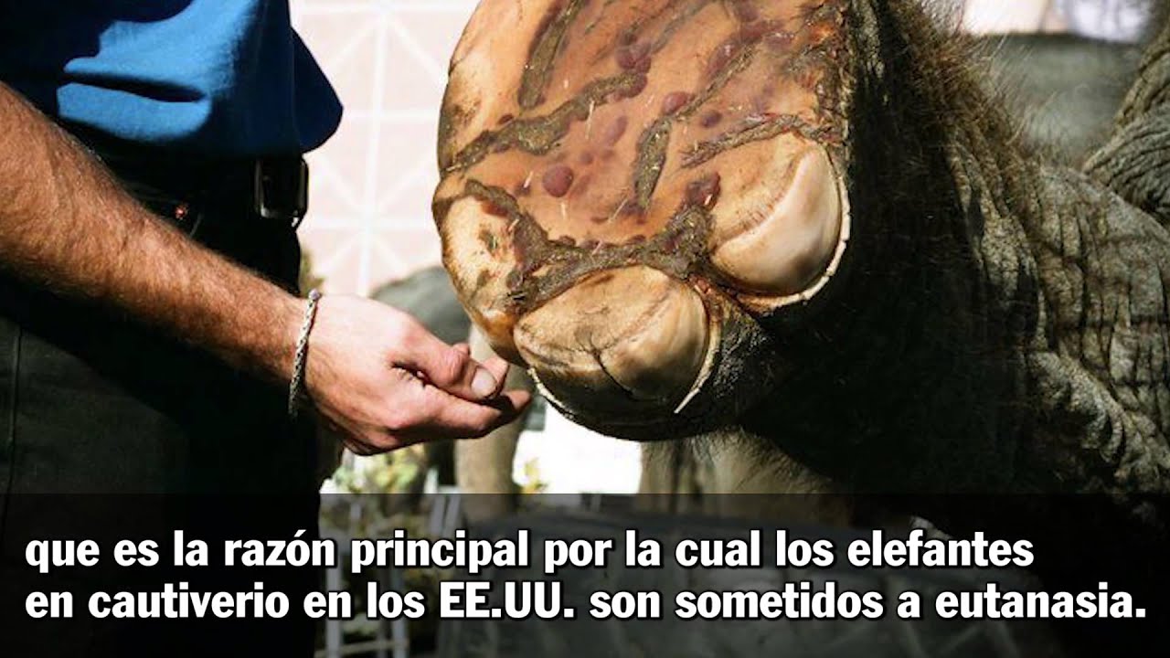 La prisión de elefantes de Ringling Bros. animal rights quotes