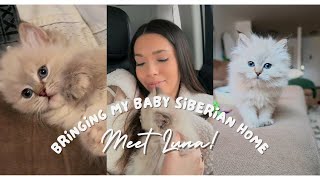 Bringing My 8 Week Old Siberian Kitten Home | Meet Luna!