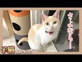 【超絶悲報】猫達3匹が全員脱走してしまいました