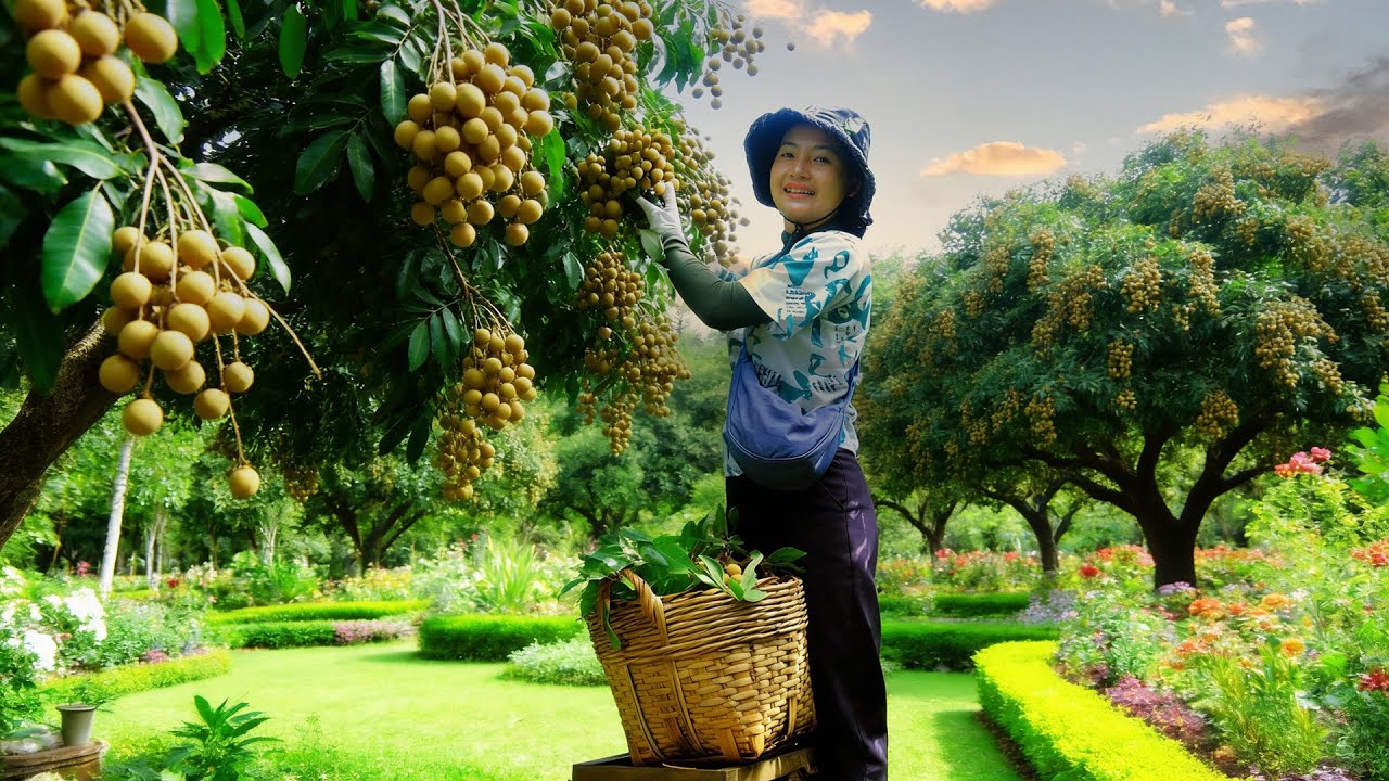 Harvest Longan Go To The Market To Sell – Cooking – Gardening
