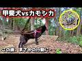 【甲斐犬】山登りでカモシカに遭遇！熊に遭遇した時との差に衝撃を受けました【甲斐犬と山登り：今熊山編 第２話】