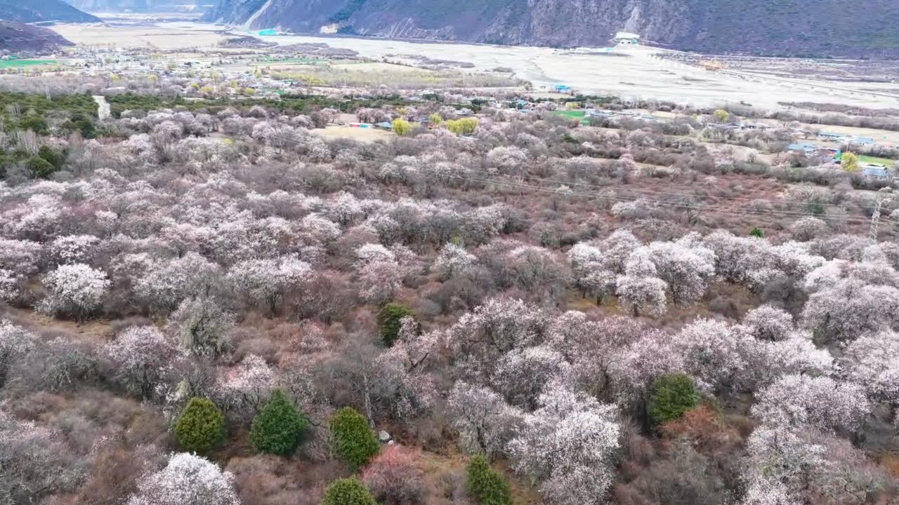 Peach blossoms in China's Xizang illuminate path to rural revitalization