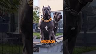 Top 5 Dangerous Dogs in World 🌍😱