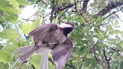 Chickadee Snake Display