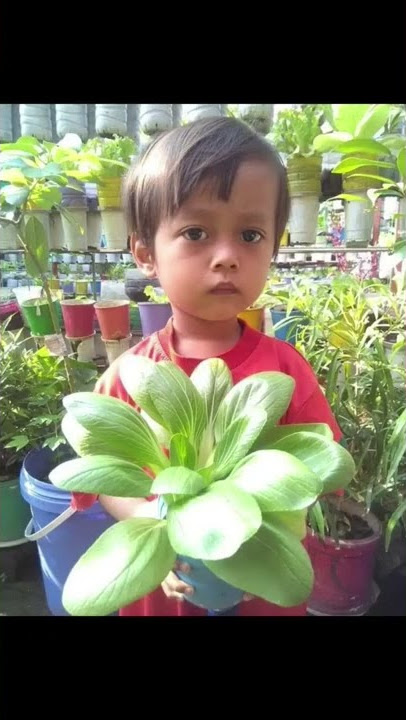 ORGANIC VEGETABLES PRODUCED BY WASTE #3r #vegetables #gardening #planting #hydroponicbotolused