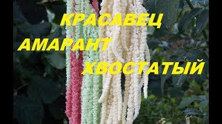 ОБ АМАРАНТЕ ХВОСТАТОМ и ЧТО МОЖНО ИЗ НЕГО СДЕЛАТЬ. ОБ АМАРАНТЕ ХВОСТАТОМ и ЧТО МОЖНО ИЗ НЕГО СДЕЛАТЬ.