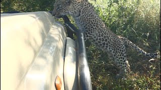 Wild Leopard Cub Climbs on Our Car!