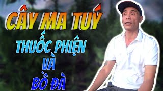 Cần sa và thuốc phiện là ma tuý như thế nào screenshot 5