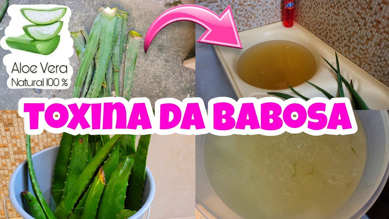 COMO TIRAR A TOXINA DA BABOSA | Tirando a Aloína da Forma Certa | aloe ...