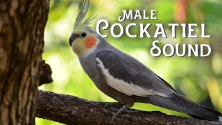 Male Cockatiel Sounds 1 Hour | [2021] by Numan Gürsoy 44,756 views 3 years ago 1 hour, 30 minutes