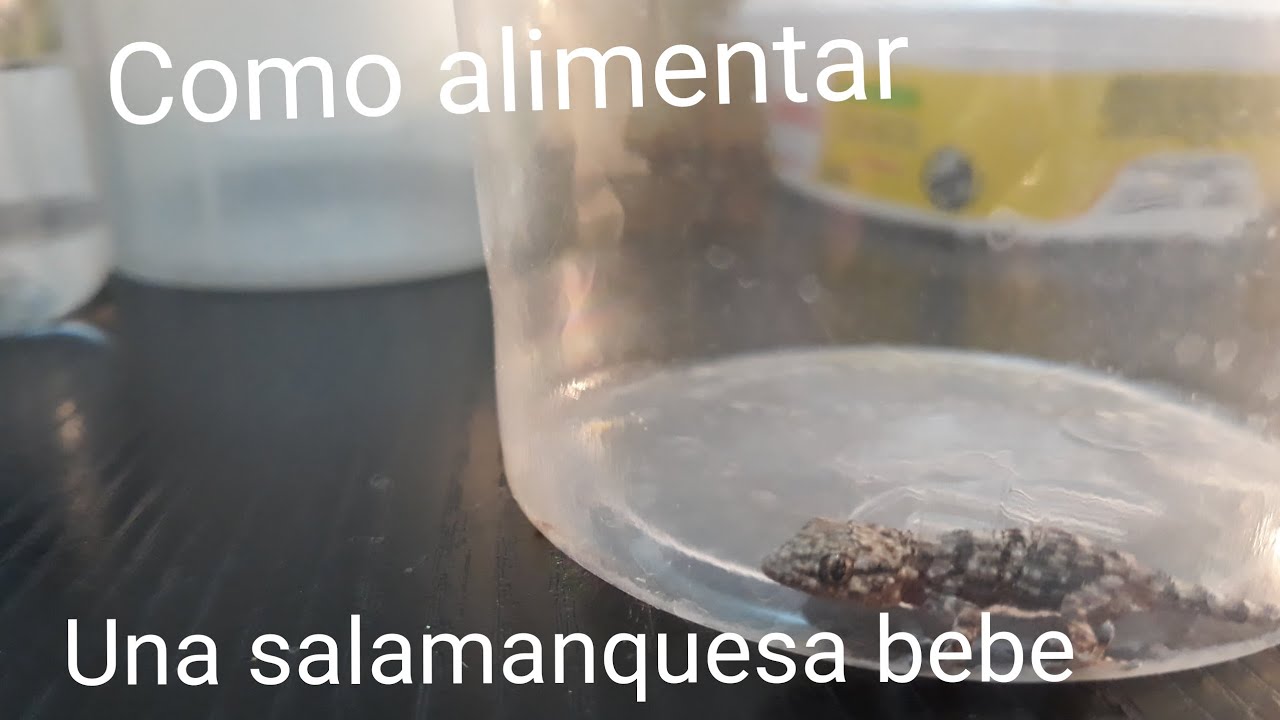 como alimentar a una lagartija salamanquesa bebe, image size:1280x720