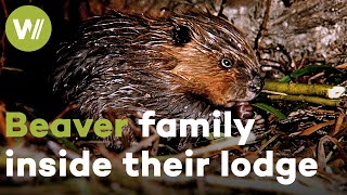 Baby beavers like you've never seen them before  Rare footage from inside a beaver lodge