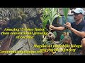 How to grow coconut tree faster, simple and easy