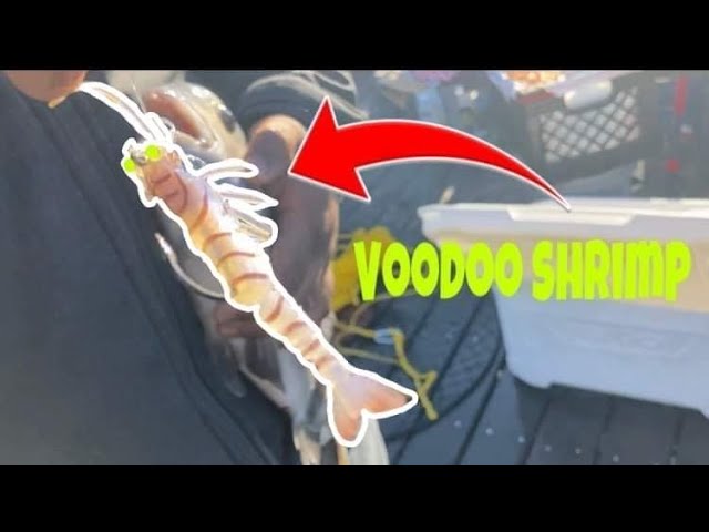 SHEEPSHEAD Inhale a VooDoo Shrimp ￼lure {Catch Clean Cook} 