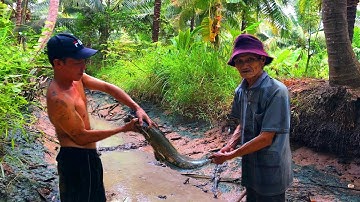 Cụ Ông 86 Tuổi Tát Mương Bắt Cá Khủng _ Tôm GBMT tap 101