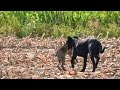 Dog chases and catches and kills a screaming Hare