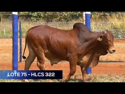 LOTE 75 - HLCS 322 - SINDI