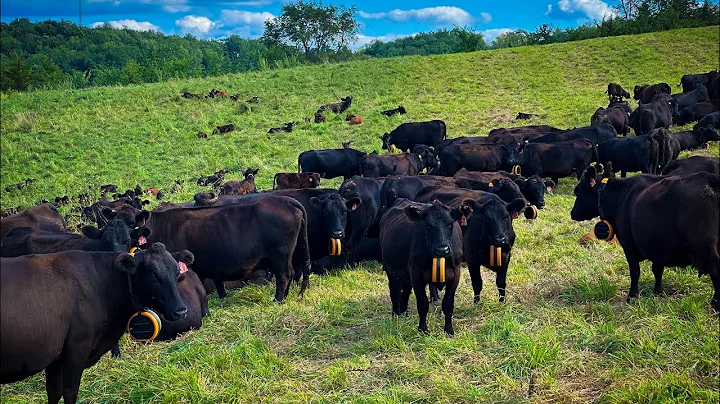 Echo-Y Farms Virtual Fence Day 8 using Gallagher Eshepherd