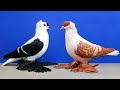 1 Hour with Fancy Pigeons | Most Beautiful Fancy Pigeon Breeds Collection | Amazing Exotic Pigeon