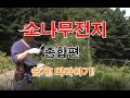 소나무전지 정원수전지