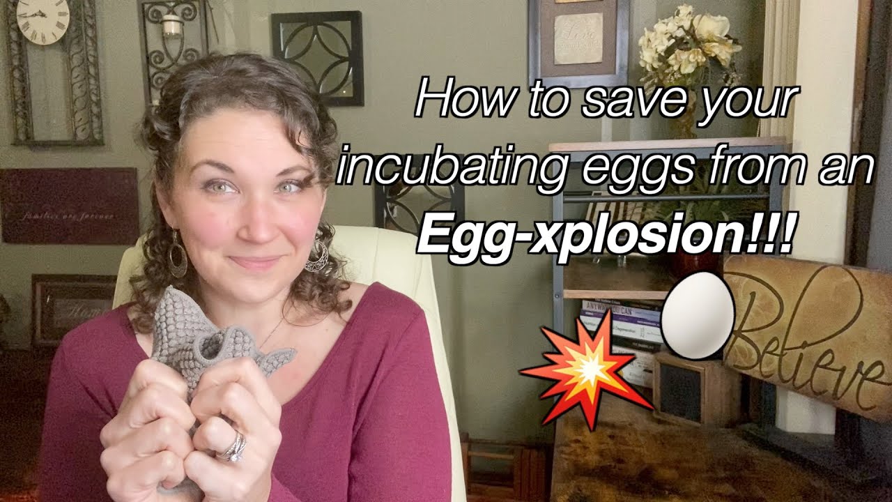 Rotten Egg exploded onto the others - day 22 - I'm worried about infection