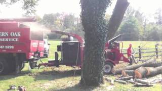 Eastern Oak Tree Service