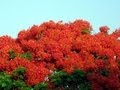 Делоникс королевский-(Delonix regia)-Огненное дерево