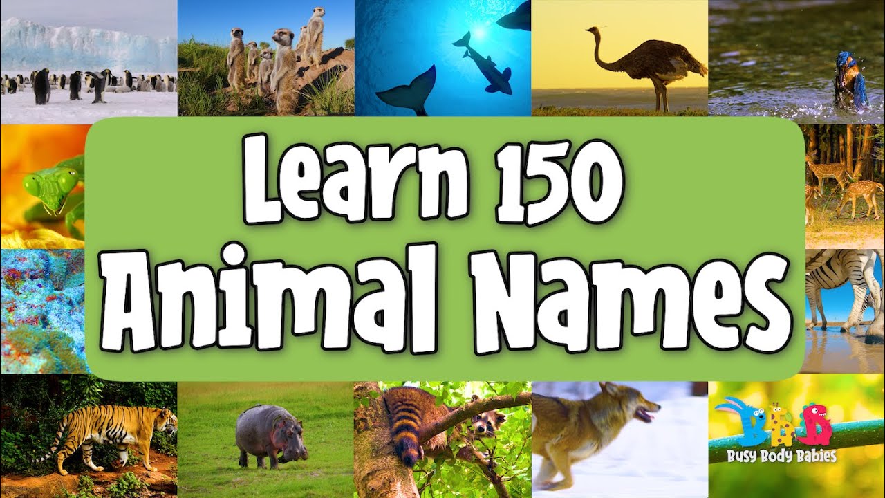 Learn 150 Animal Names - YouTube