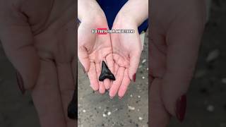 What’s under that foot?! A 24-30 million year old shark tooth! 👟🦈 #fossils