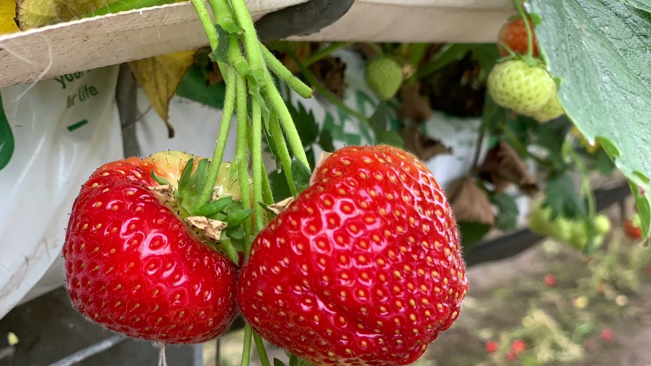 Strawberry farm Edinburgh YouTube