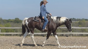 Benny - beautiful jog, stops, lope-offs, turns! - ValleyViewRanch.net