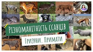 Різноманітність ссавців. Гризуни. Примати